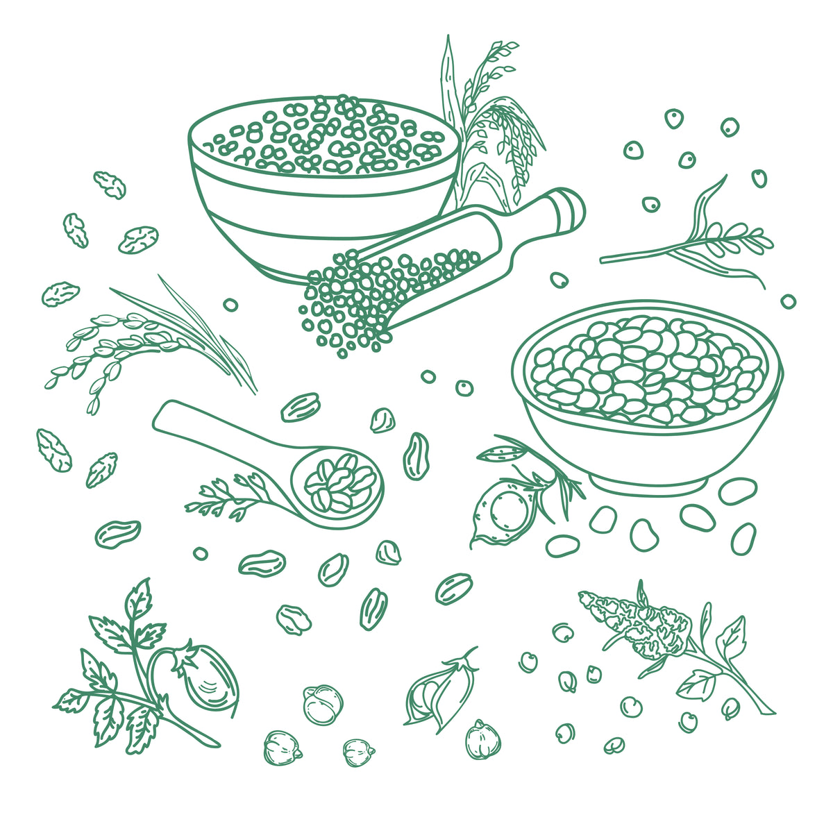 Illustration of grains, pulses, oats, millets, rice on a white background