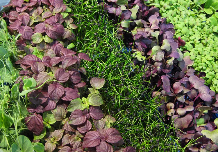 Microgreens – Incredibly nutritious, tiny & flavourful baby plants grown in trays using seeds