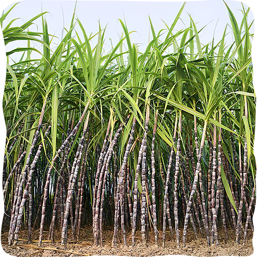 Grown Using Organic Sugarcane