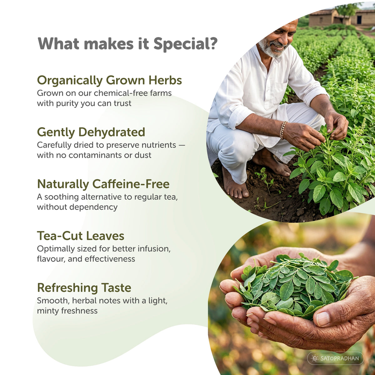 Tulsi Moringa Herbal Infusion – Caffeine-Free Loose Leaf Dried Herbal Blend with Peppermint for Immunity & Seasonal Cold, Cough Support - 25g & 150g