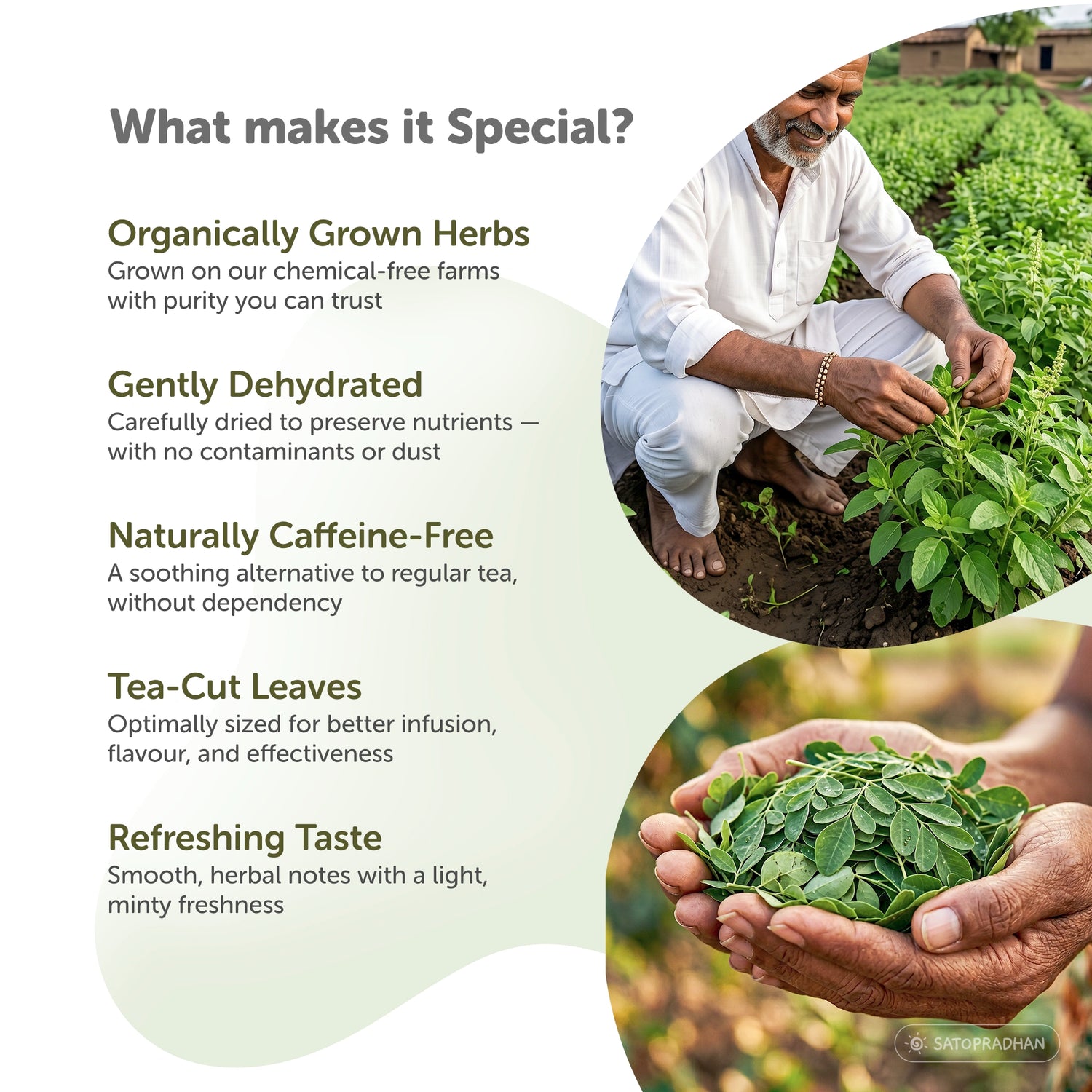 Tulsi Moringa Herbal Infusion – Caffeine-Free Loose Leaf Dried Herbal Blend with Peppermint for Immunity & Seasonal Cold, Cough Support - 25g & 150g