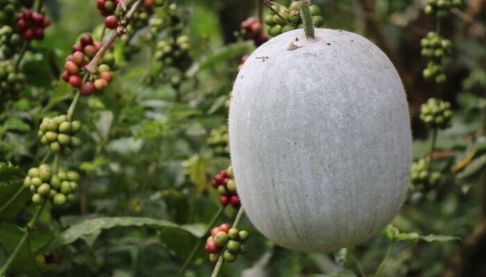 how to grow ash gourd at home
