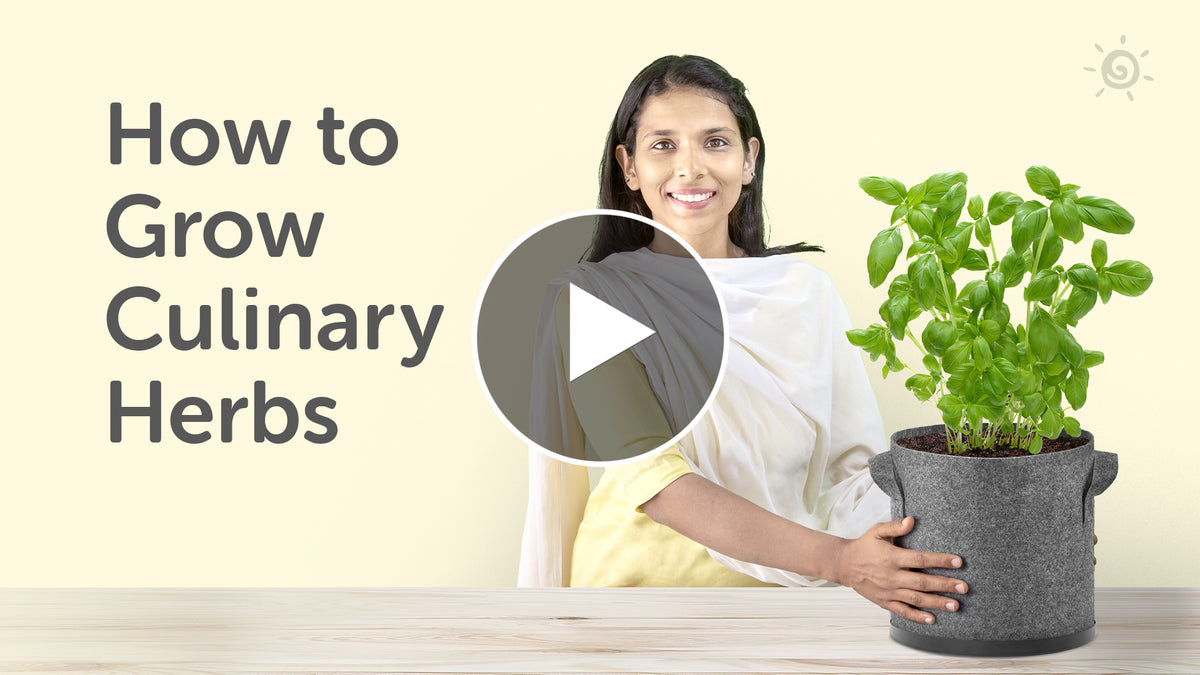 How To Grow herbs At Home | Benefits of Herbs youtube video in hindi