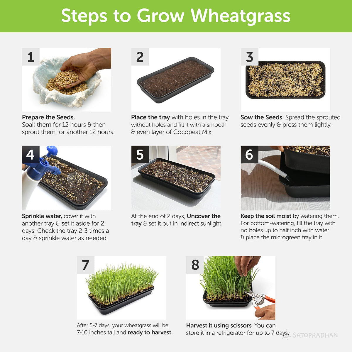Microgreen & Wheatgrass Growing Kit - Easy to Use DIY Kitchen Gardening Set - 4 Reusable Trays, Soilless Cocopeat Mix with Fenugreek, Alfalfa & Wheatgrass Seeds - Satopradhan