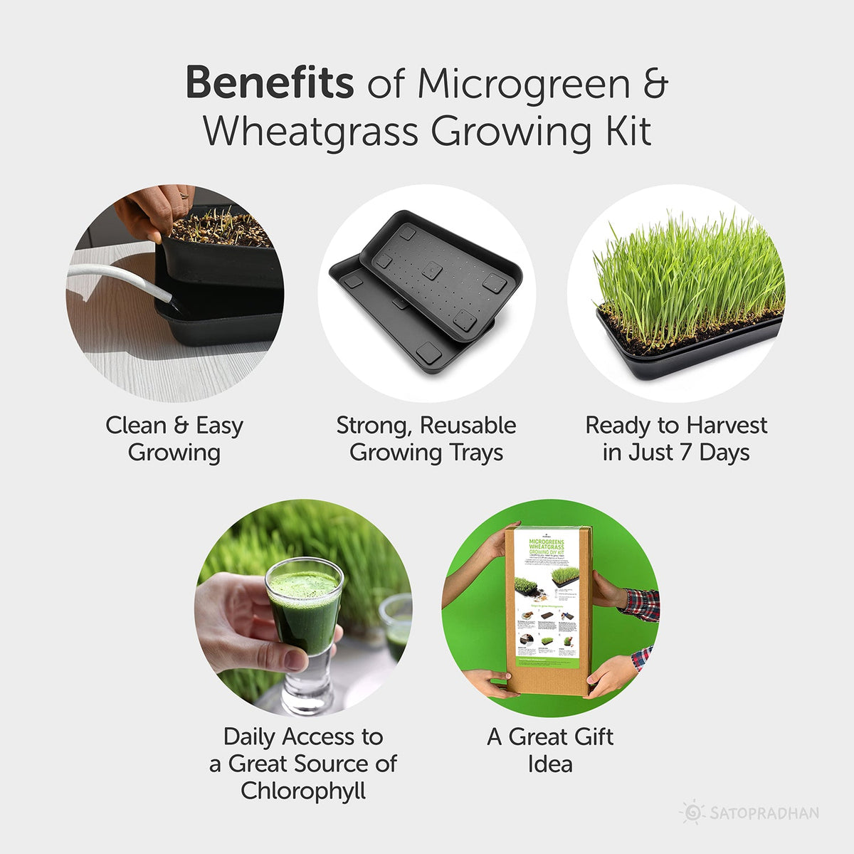 Microgreen & Wheatgrass Growing Kit - Easy to Use DIY Kitchen Gardening Set - 4 Reusable Trays, Soilless Cocopeat Mix with Fenugreek, Alfalfa & Wheatgrass Seeds - Satopradhan