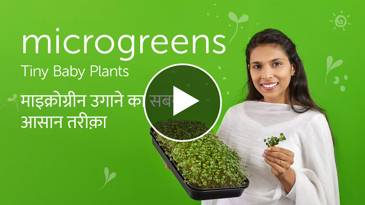 All About Highly Nutritious Microgreens youtube video in hindi