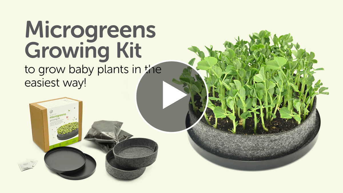 How to Grow Microgreens at Home | Microgreens Kaise Ugaye youtube video in hindi
