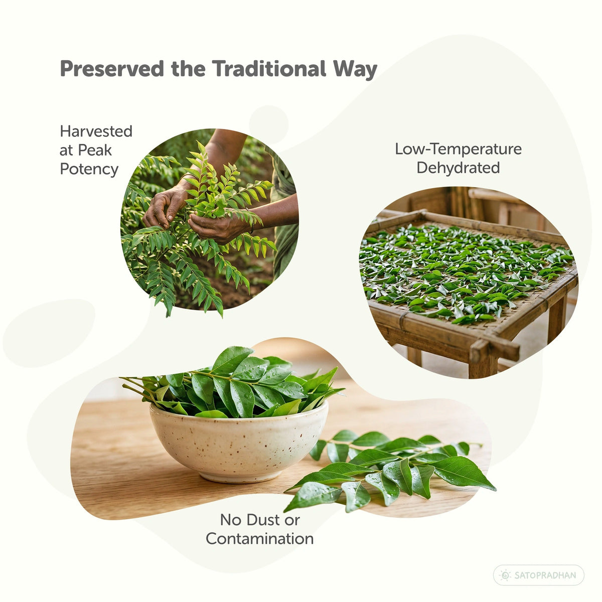 Organic Dried Curry Leaves 70g – Chemical-Free & Ready to Use Kadipatta - Karuveppilai - Satopradhan