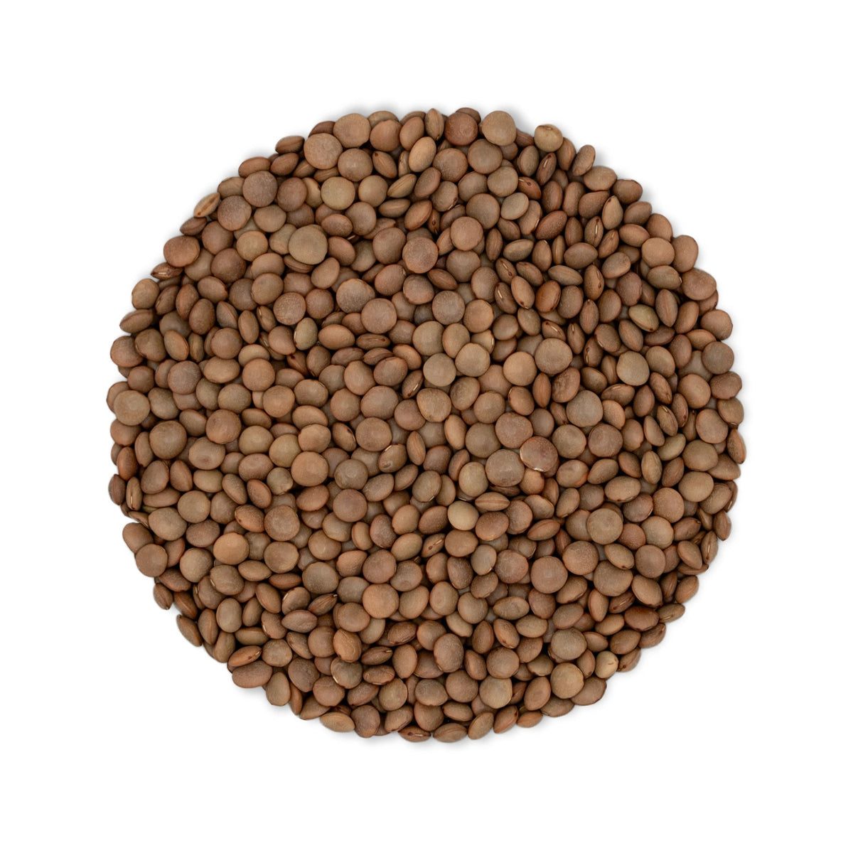 Organic Whole Masoor Dal 800g - Sabut Kali Masoor – Unpolished Brown Lentils - Satopradhan