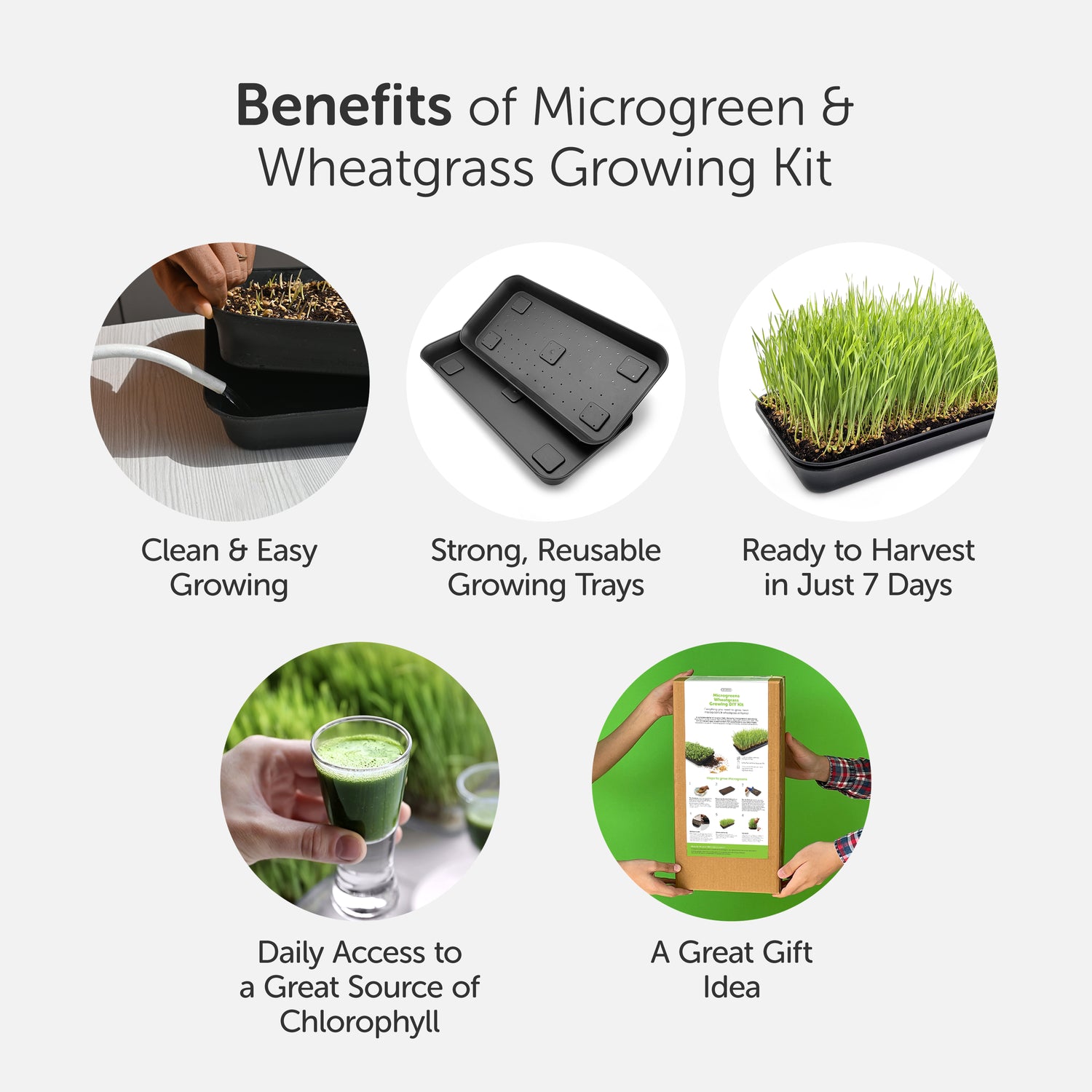 Benefits of the Satopradhan Microgreens and Wheatgrass Growing Kit, including easy indoor growing, reusable trays, quick harvesting, and fresh wheatgrass juice.