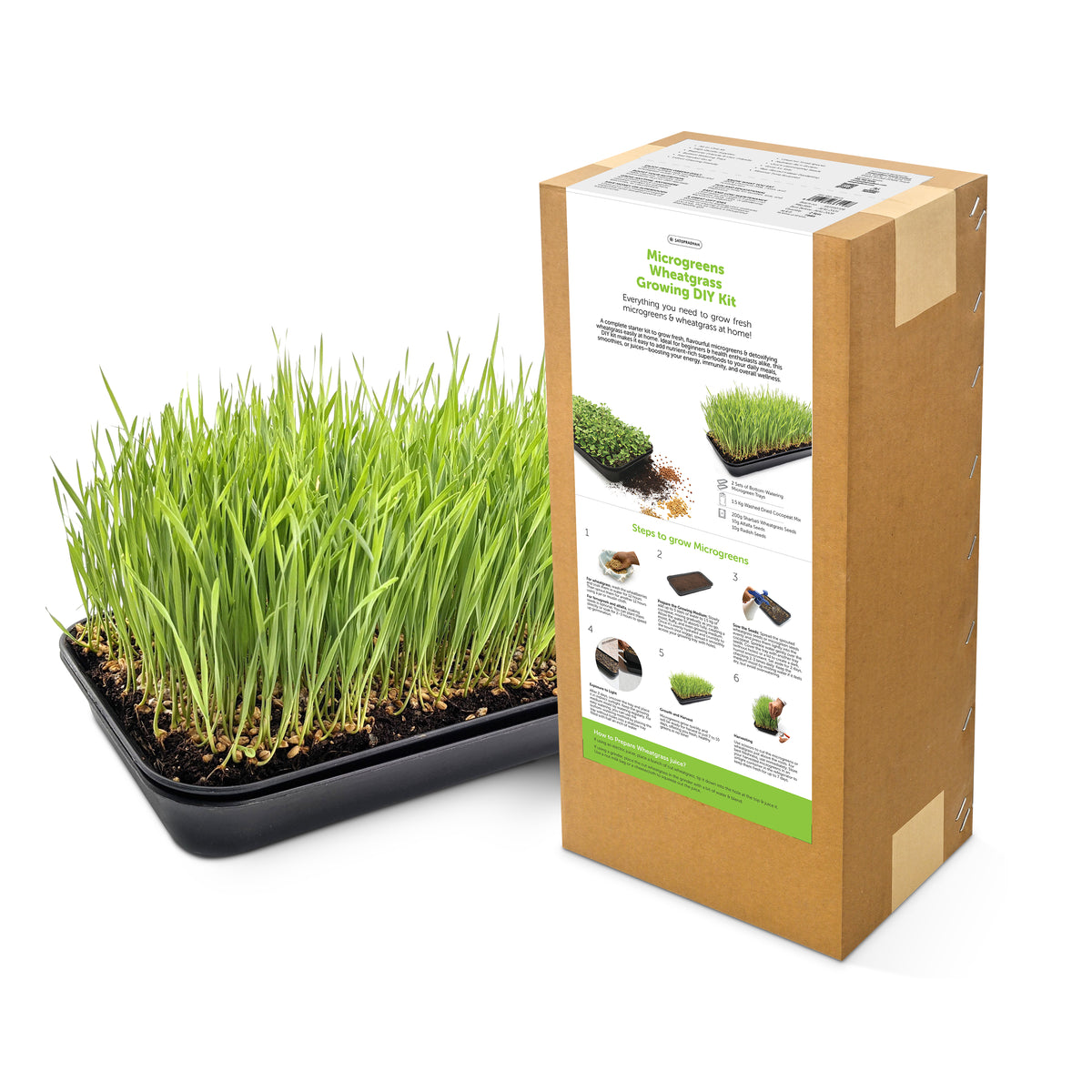 Satopradhan Microgreens and Wheatgrass Growing DIY Kit in kraft paper packaging alongside a tray of freshly grown wheatgrass.