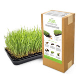 Satopradhan Microgreens and Wheatgrass Growing DIY Kit in kraft paper packaging alongside a tray of freshly grown wheatgrass.