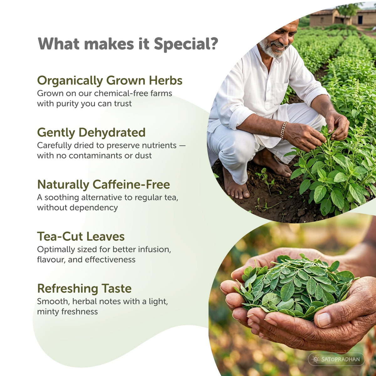 Tulsi Moringa Herbal Infusion – Caffeine-Free Loose Leaf Dried Herbal Blend with Peppermint for Immunity & Seasonal Cold, Cough Support - 25g & 150g - Satopradhan