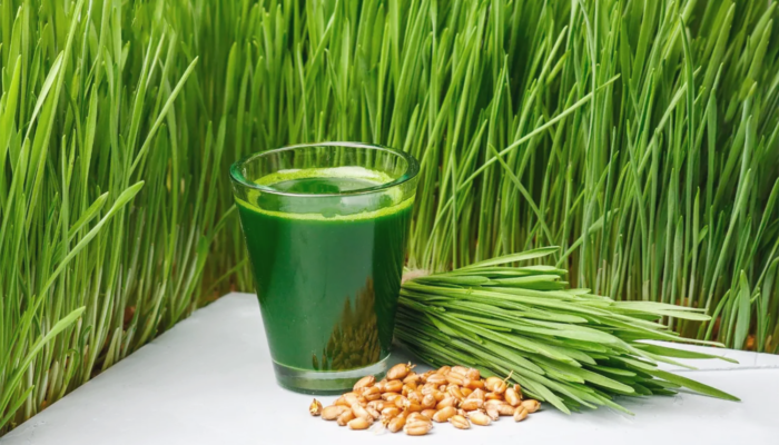 how to grow wheatgrass at home