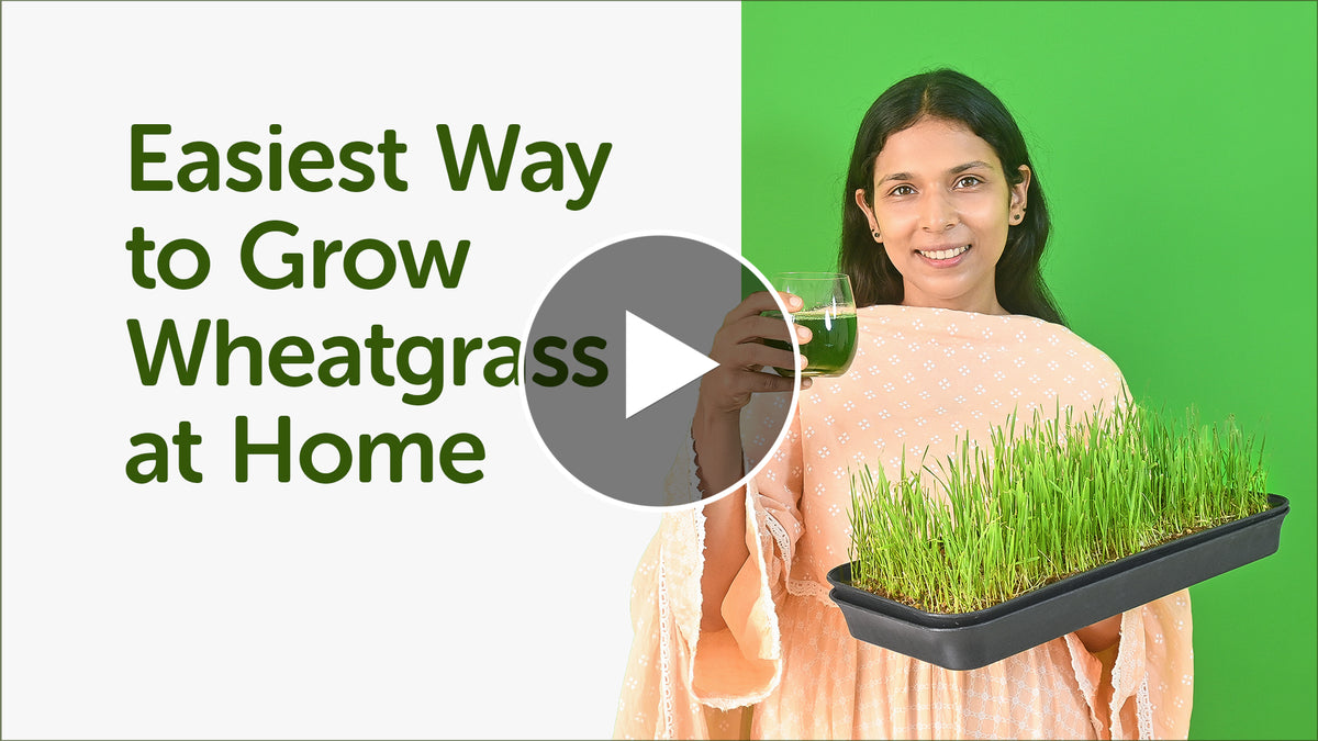 How to Grow Wheatgrass at Home in 7 Days? youtube video in hindi
