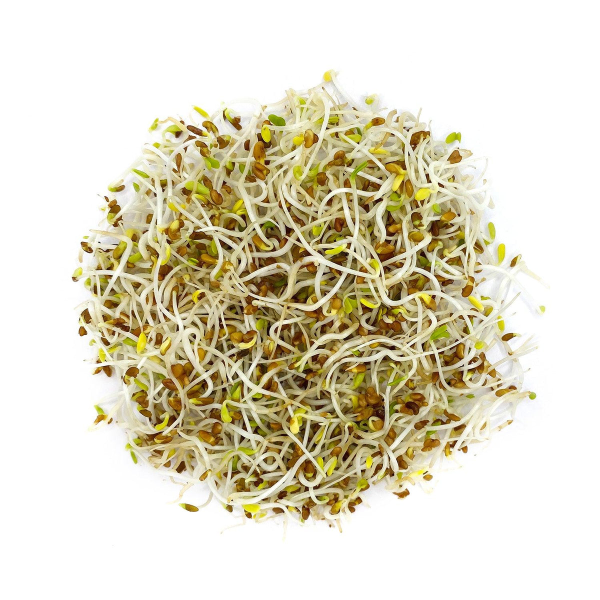 Alfalfa Seeds for Growing Sprouts & Microgreens 200g | Organic & Heirloom Vegetable Sprouting Seeds for Kitchen Garden - Satopradhan