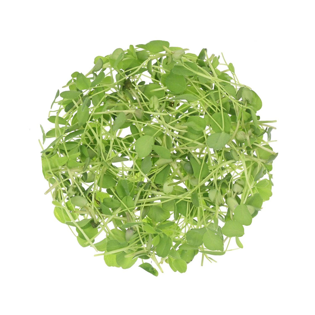 Clover Seeds for Growing Sprouts & Microgreens 200g | Organic Desi Vegetable Sprouting for Kitchen Garden - Satopradhan