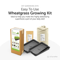 Complete Wheatgrass Growing DIY Kit | Microgreen Trays | Soilless Cocopeat Mix | Organic Wheatgrass Seeds - Satopradhan