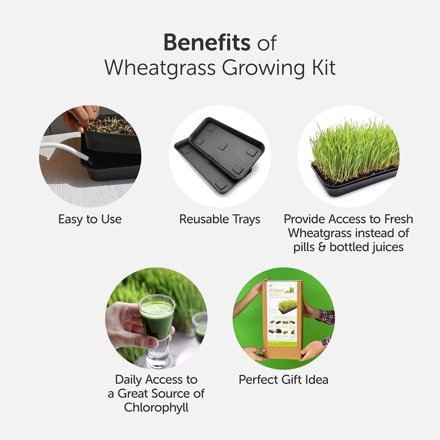 Complete Wheatgrass Growing DIY Kit | Microgreen Trays | Soilless Cocopeat Mix | Organic Wheatgrass Seeds - Satopradhan