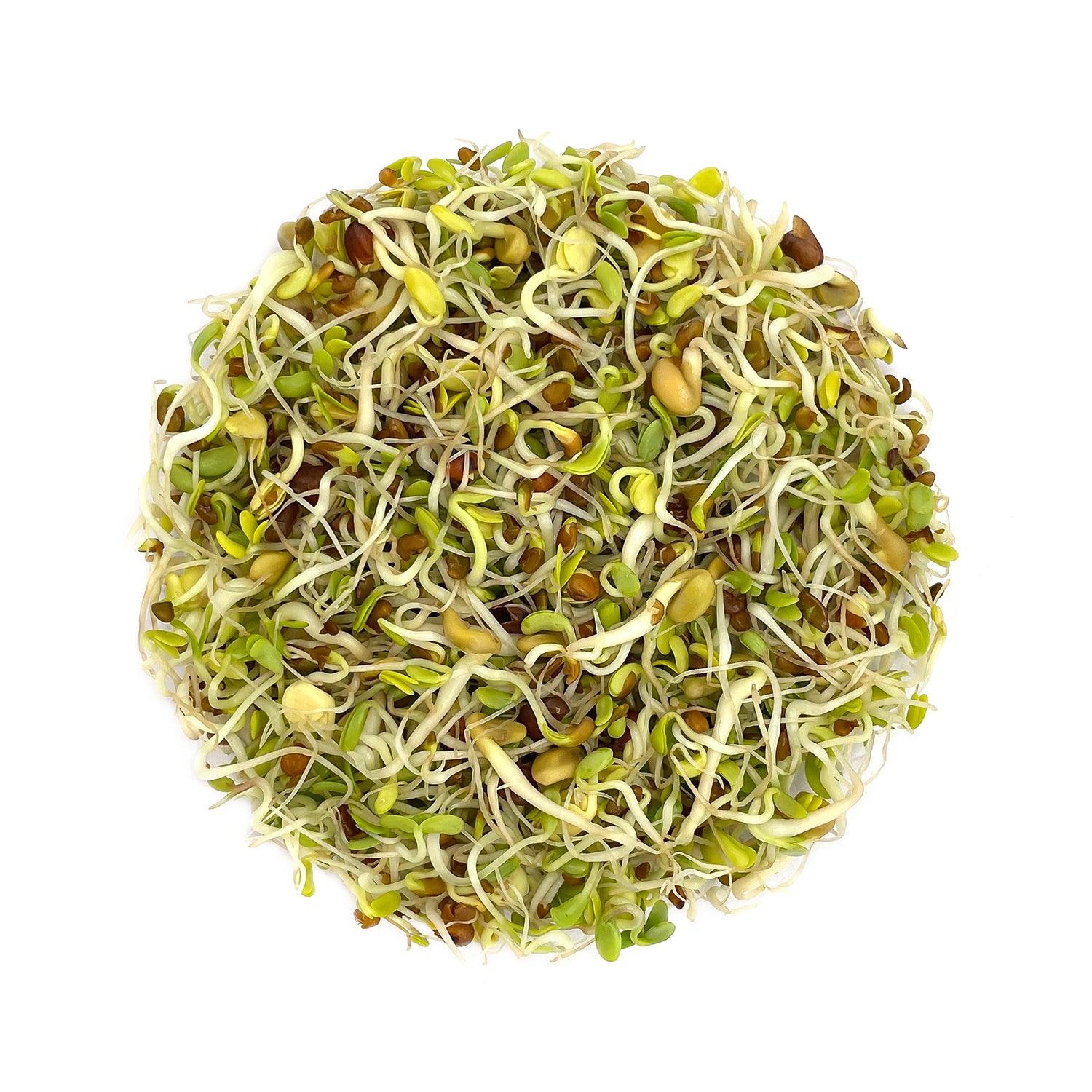 Mix Seeds for Sprouting 200g - A unique & delicious blend of Alfalfa, Clover, Fenugreek & Radish seeds | Organic Sprouting Mix - Satopradhan