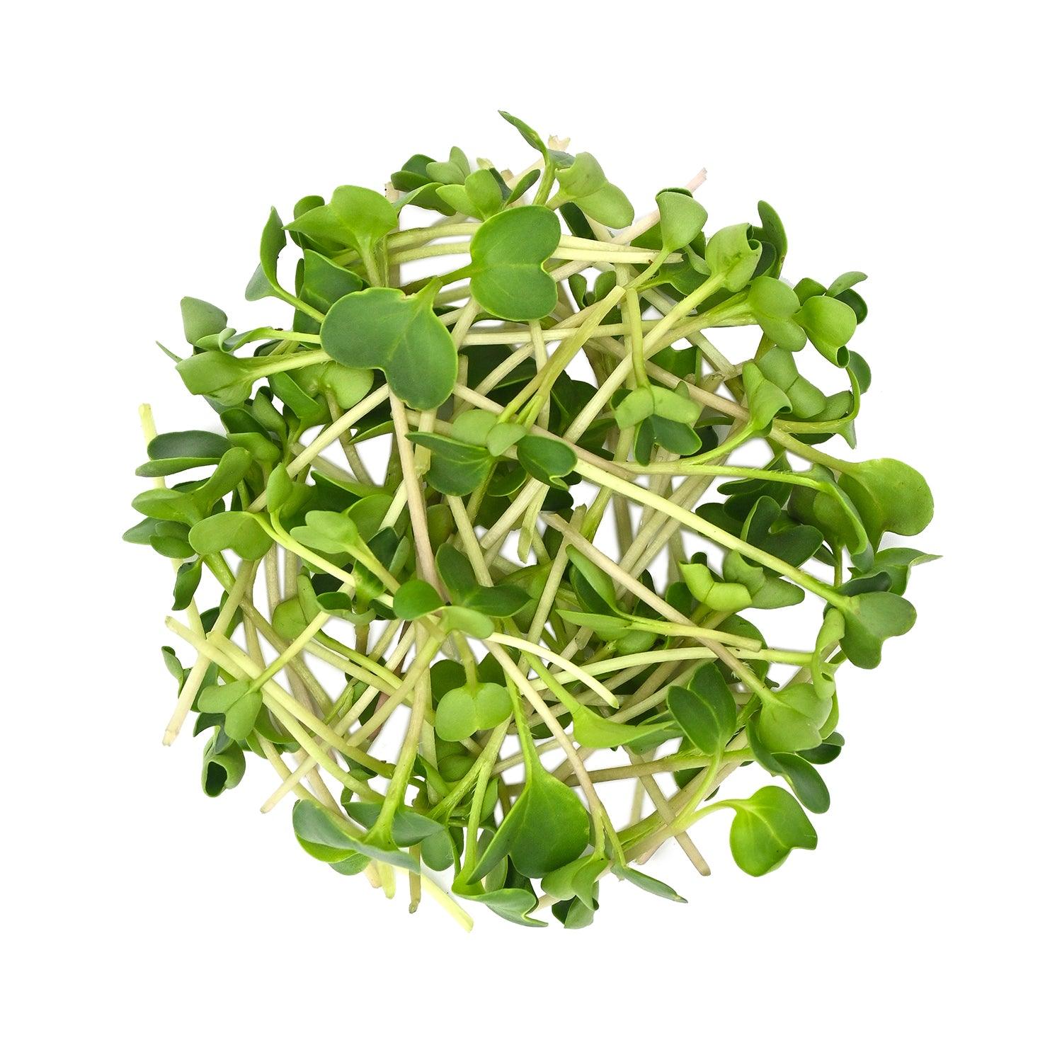Radish Seeds for Growing Sprouts & Microgreens 200g | Open-Pollinated Vegetable Sprouting Seeds for Kitchen Garden - Satopradhan
