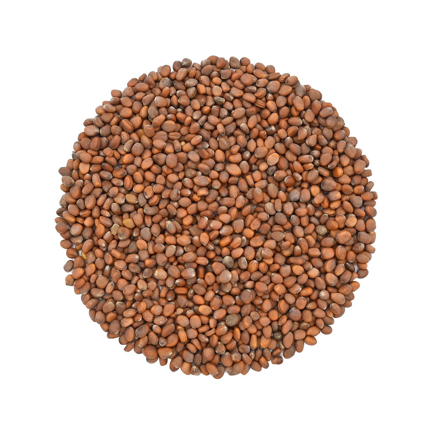 Radish Seeds for Growing Sprouts & Microgreens 200g | Open-Pollinated Vegetable Sprouting Seeds for Kitchen Garden - Satopradhan