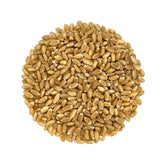 wheatgrass organic, heirloom, open pollinated seeds for growing sprouts and microgreens