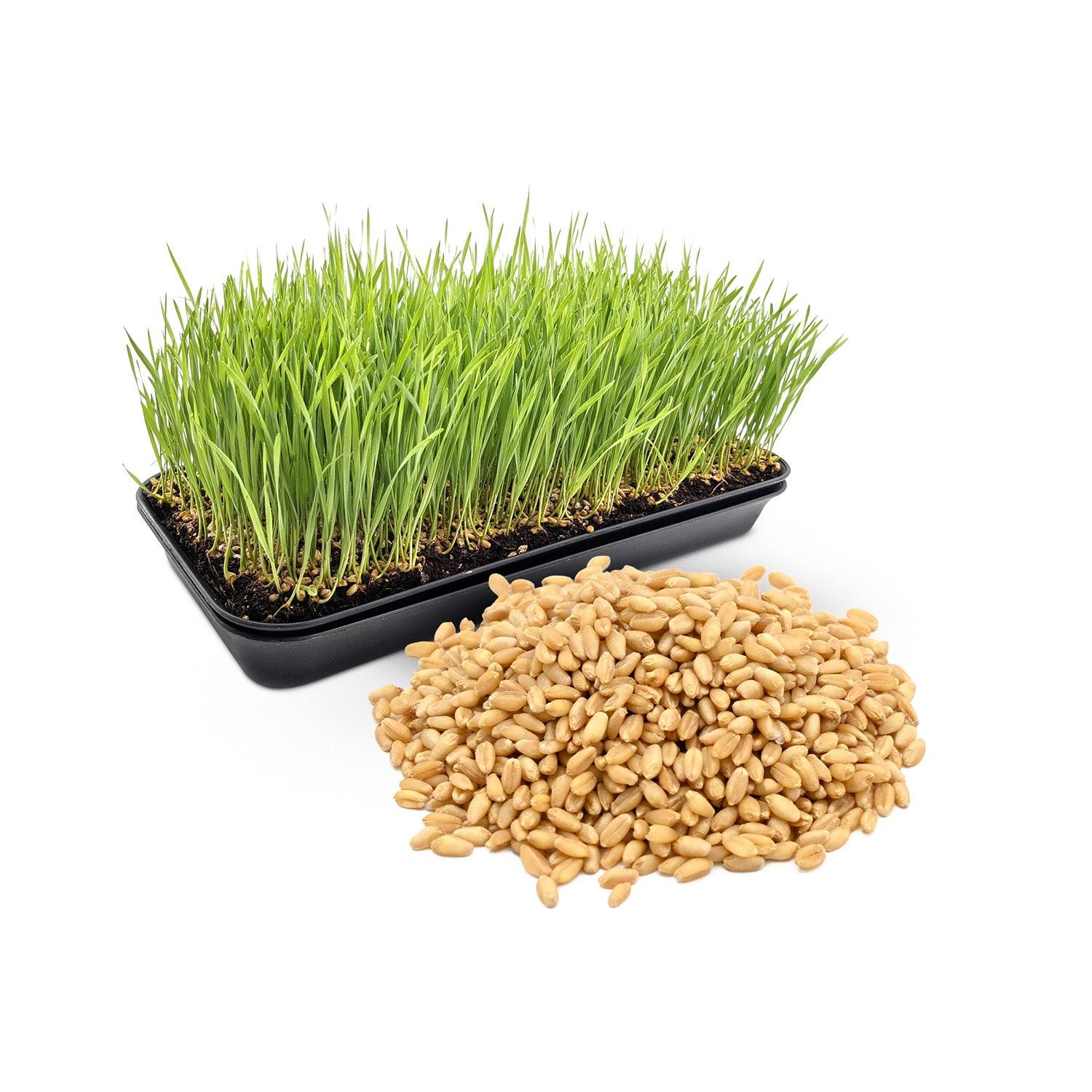 Wheatgrass Seeds for Growing Microgreens & Sprouts 900g | Organic Microgreen Seeds for Kitchen Gardening